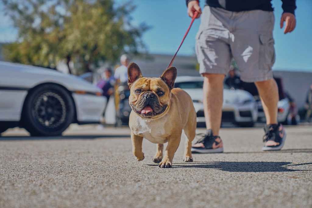 Dog at Supra Sunday at CSF