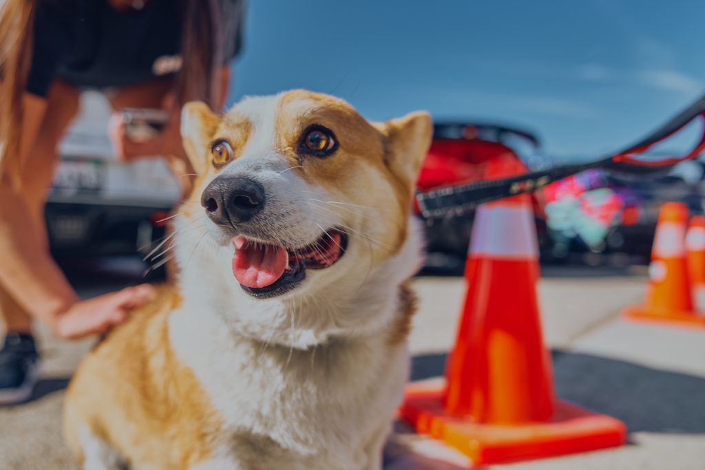 Dog at Supra Sunday at CSF