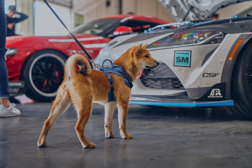 Dog at Supra Sunday at CSF