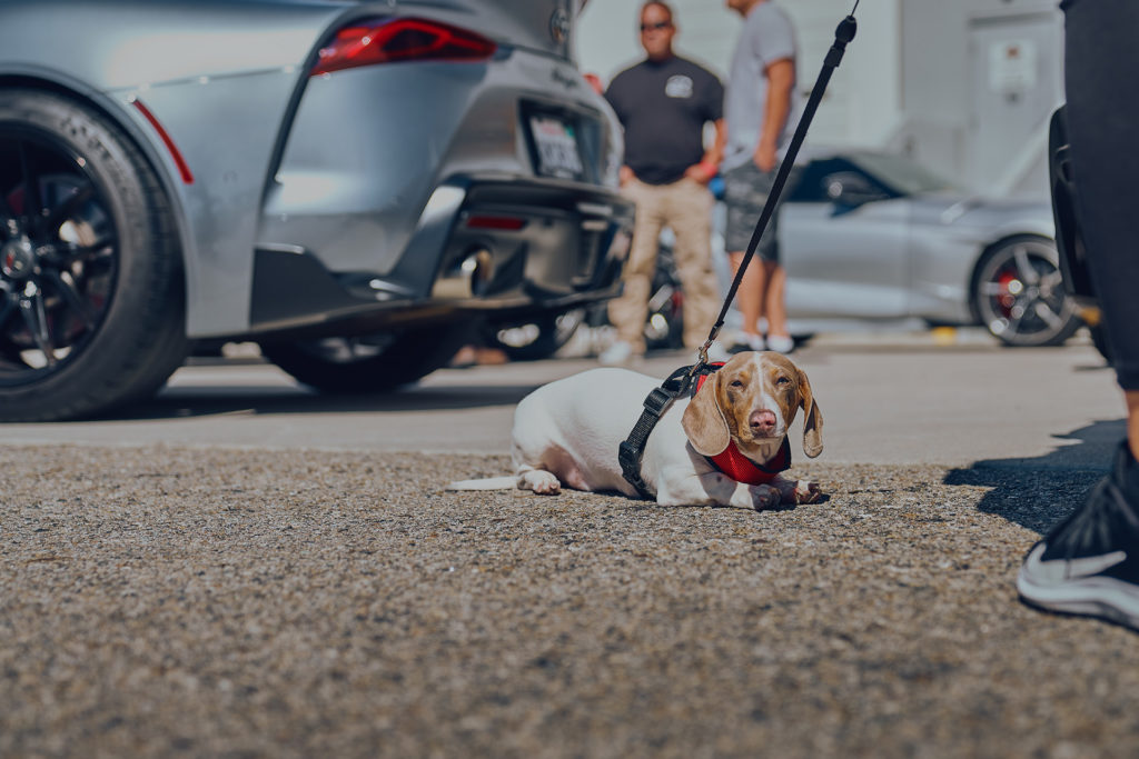 Dog at Supra Sunday at CSF